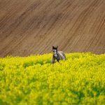 Obecne działania SEO w doświadczeniu przekształceń obserwowanych w wyszukiwarce Google i sieciach społecznościowych